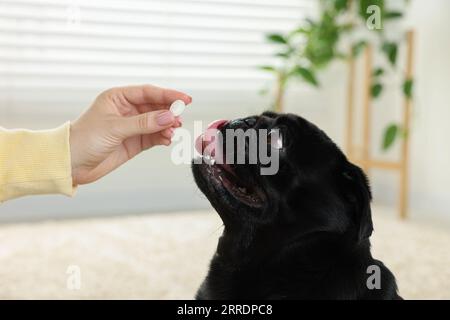 Frau, die dem süßen Mops-Hund Pille im Zimmer gibt, Nahaufnahme Stockfoto