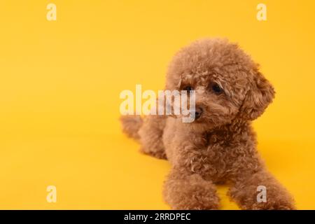 Süßer Maltipoo-Hund auf orangefarbenem Hintergrund, Platz für Text. Hübsches Haustier Stockfoto