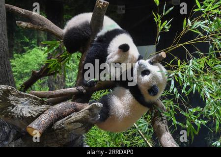 220112 -- TOKIO, 12. Januar 2022 -- Foto aufgenommen am 12. Januar 2022 zeigt Zwillingsriesen-Pandas, das männliche Jungtier Xiao Xiao Top und seine Schwester Lei Lei Bottom, die im Ueno Zoo in Tokio, Japan, spielen. Zwillingsriesen-Pandas, das männliche Jungtier Xiao Xiao und seine Schwester Lei Lei, die im Juni in Tokios Ueno Zoological Gardens geboren wurden, erschienen mit ihrer Mutter Shin Shin Wednesday zum ersten Mal in der Öffentlichkeit, sehr zur Freude einer begrenzten Anzahl von Lotto-Gewinnern. /Handout über Xinhua JAPAN-TOKYO-PANDA-CUB-DEBÜT TokyoxZoologicalxParkxSociety PUBLICATIONxNOTxINxCHN Stockfoto