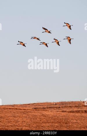 220115 -- KUNMING, 15. Januar 2022 -- Eine Schar von Schwarzhalskranichen fliegt über dem Dashanbao Black-Neck Crane Nature Reserve in der Stadt Zhaotong, Südwestchina Provinz Yunnan, 14. Januar 2022. In den letzten Jahren haben die lokalen Behörden eine Reihe von Maßnahmen ergriffen, um den Lebensraum von Schwarzhalskranichen zu schützen. CHINA-YUNNAN-BLACK-NECK CRANESCN HuxChao PUBLICATIONxNOTxINxCHN Stockfoto