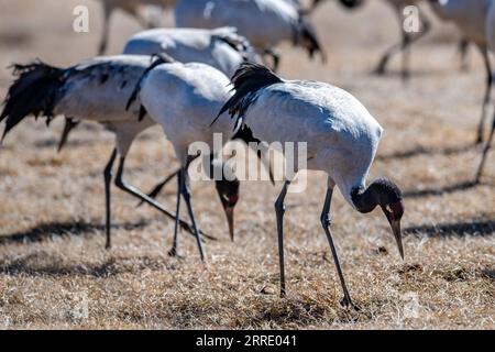 220115 -- KUNMING, 15. Januar 2022 -- Schwarzhalskraniche werden im Dashanbao Black-Neck Crane Nature Reserve in der Stadt Zhaotong, südwestchinesische Provinz Yunnan, 14. Januar 2022 gesehen. In den letzten Jahren haben die lokalen Behörden eine Reihe von Maßnahmen ergriffen, um den Lebensraum von Schwarzhalskranichen zu schützen. CHINA-YUNNAN-BLACK-NECK CRANESCN HuxChao PUBLICATIONxNOTxINxCHN Stockfoto