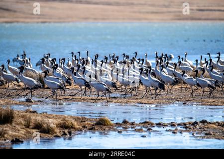 220115 -- KUNMING, 15. Januar 2022 -- Schwarzhalskraniche werden im Dashanbao Black-Neck Crane Nature Reserve in der Stadt Zhaotong, südwestchinesische Provinz Yunnan, 14. Januar 2022 gesehen. In den letzten Jahren haben die lokalen Behörden eine Reihe von Maßnahmen ergriffen, um den Lebensraum von Schwarzhalskranichen zu schützen. CHINA-YUNNAN-BLACK-NECK CRANESCN HuxChao PUBLICATIONxNOTxINxCHN Stockfoto