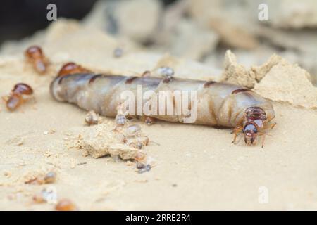 Szene und Arten von Termiten auf dem Hügel. Stockfoto