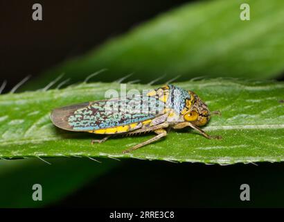 Breiter Scharfschütze (Oncometopia orbona) auf einem Blatt, Makro mit Seitenansicht und Kopierbereich. Einheimisch in den tropischen Regionen der USA und Mexiko. Stockfoto