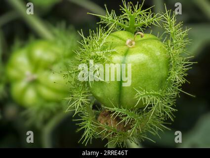 Passiflora foetida Busch Passionspflanze. Stockfoto