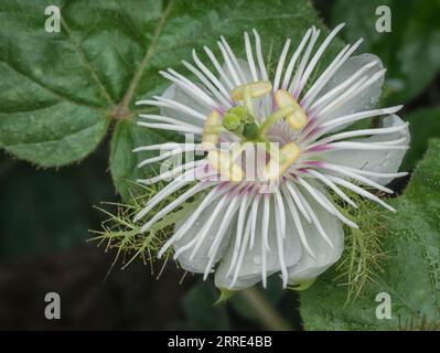 Passiflora foetida Busch Passionspflanze. Stockfoto