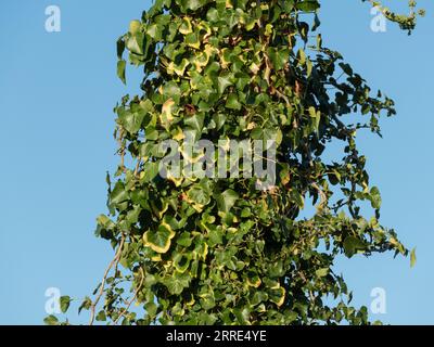 ivy wächst auf einem hölzernen Stromleitungsmasten mit Sonnenlicht auf Stockfoto