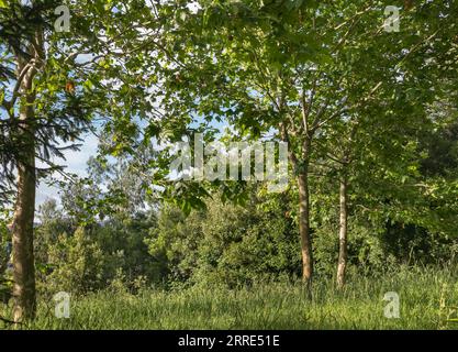 Wald im Sommer mit grünem Gras und Bäume mit Sonnenlicht im Sommer Stockfoto