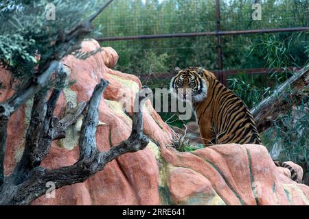 220130 -- ATHEN, 30. Januar 2022 -- Ein 3-jähriger Sumatra-Tiger namens Rio wird am 29. Januar 2022 im Attica Zoological Park in Athen, Griechenland, gesehen. Anlässlich des chinesischen Mondneujahrs des Tigers sandte der Gründer des Zoologischen Parks Attika in Griechenland Wünsche an das chinesische Volk und forderte eine bilaterale Zusammenarbeit. UM MIT DEM griechischen Zoo Park Gründer sendet Neujahrswünsche, sucht Zusammenarbeit mit China GRIECHENLAND-ATHEN-ZOOLOGICAL PARK-TIGER MariosxLolos PUBLICATIONxNOTxINxCHN Stockfoto