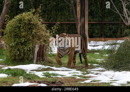 220130 -- ATHEN, 30. Januar 2022 -- Ein 3-jähriger Sumatra-Tiger namens Rio wird am 29. Januar 2022 im Attica Zoological Park in Athen, Griechenland, gesehen. Anlässlich des chinesischen Mondneujahrs des Tigers sandte der Gründer des Zoologischen Parks Attika in Griechenland Wünsche an das chinesische Volk und forderte eine bilaterale Zusammenarbeit. UM MIT DEM griechischen Zoo Park Gründer sendet Neujahrswünsche, sucht Zusammenarbeit mit China GRIECHENLAND-ATHEN-ZOOLOGICAL PARK-TIGER MariosxLolos PUBLICATIONxNOTxINxCHN Stockfoto