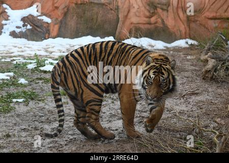 220130 -- ATHEN, 30. Januar 2022 -- Ein 3-jähriger Sumatra-Tiger namens Rio wird am 29. Januar 2022 im Attica Zoological Park in Athen, Griechenland, gesehen. Anlässlich des chinesischen Mondneujahrs des Tigers sandte der Gründer des Zoologischen Parks Attika in Griechenland Wünsche an das chinesische Volk und forderte eine bilaterale Zusammenarbeit. UM MIT DEM griechischen Zoo Park Gründer sendet Neujahrswünsche, sucht Zusammenarbeit mit China GRIECHENLAND-ATHEN-ZOOLOGICAL PARK-TIGER YuxShuaishuai PUBLICATIONxNOTxINxCHN Stockfoto