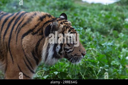 220130 -- ATHEN, 30. Januar 2022 -- Ein 3-jähriger Sumatra-Tiger namens Rio wird am 29. Januar 2022 im Attica Zoological Park in Athen, Griechenland, gesehen. Anlässlich des chinesischen Mondneujahrs des Tigers sandte der Gründer des Zoologischen Parks Attika in Griechenland Wünsche an das chinesische Volk und forderte eine bilaterale Zusammenarbeit. UM MIT DEM griechischen Zoo Park Gründer sendet Neujahrswünsche, sucht Zusammenarbeit mit China GRIECHENLAND-ATHEN-ZOOLOGICAL PARK-TIGER MariosxLolos PUBLICATIONxNOTxINxCHN Stockfoto