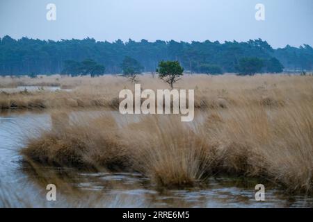 220202 -- LIMBURG, 2. Februar 2022 -- Foto aufgenommen am 28. Januar 2022 zeigt die Feuchtgebiete des Grenzparks Kalmthoutse Heide in der Provinz Antwerpen, Belgien. Der jährlich am 2. Februar stattfindende World Wetlands Day soll das globale Bewusstsein für die wichtige Rolle von Feuchtgebieten schärfen. BELGIEN-WELT FEUCHTGEBIETE TAGESLANDSCHAFT ZhangxCheng PUBLICATIONxNOTxINxCHN Stockfoto