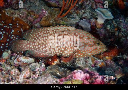 Blue-Spotted Grouper, Cephalopholis cyanostigma, Two Tree Island Tauchplatz, Misool Island, Raja Ampat, West Papua, Indonesien Stockfoto