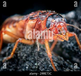 Riesenkönigin der Alate Ameisen. Stockfoto