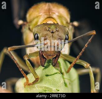 Riesenkönigin der Alate Ameisen. Stockfoto