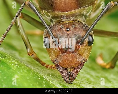 Riesenkönigin der Alate Ameisen. Stockfoto