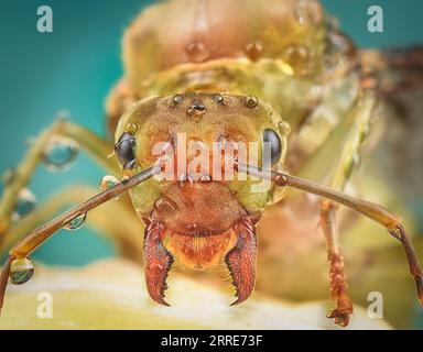 Riesenkönigin der Alate Ameisen. Stockfoto