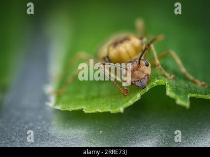 Riesenkönigin der Alate Ameisen. Stockfoto