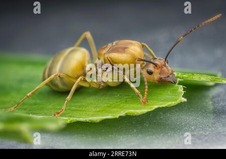 Riesenkönigin der Alate Ameisen. Stockfoto