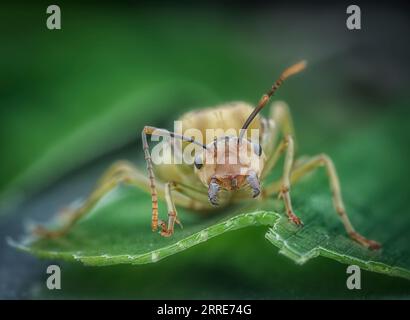 Riesenkönigin der Alate Ameisen. Stockfoto