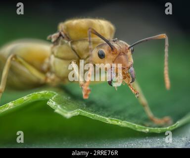 Riesenkönigin der Alate Ameisen. Stockfoto