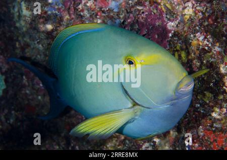 Gelbflossen-Surgeonfish, Acanthurus xanthopterus, Tauchplatz Whale Rock, Misool Island, Raja Ampat, West Papua, Indonesien Stockfoto