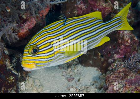 Ribbon Sweetlips, Plectorhinchus polytaenia, wird gereinigt von Bluestreak Cleaner Wrasse, Labroides dimidiatus, Nudi Rock Tauchplatz, Misool Island, Raj Stockfoto