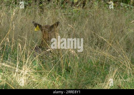 London, Vereinigtes Königreich. September 2023. Ein junger Hirsch mit einem Nummernschild auf dem Ohr versteckt sich im Gras des Richmond Park. Cristina Massei/Alamy Stockfoto