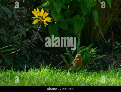 Richmond Park, London, großbritannien. September 2023. Ein robin ruht an einem sonnigen Tag im Park unter einer gelben Blume. Cristina Massei/Alamy Stockfoto