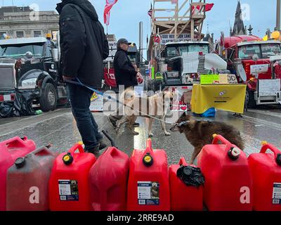 220211 -- OTTAWA, 11. Februar 2022 -- zwei Männer laufen Hunde vor LKWs, während sie die Wellington Street in Ottawa, Kanada, überqueren, 10. Februar 2022. Der Ottawa Police Service sagte am Donnerstag, dass die Polizei 25 Menschen verhaftet und 1.775 Tickets ausgestellt habe, um die unrechtmäßigen Demonstrationen in den Innenstadtgebieten zu beenden. Der Freedom Convoy 2022 begann am 29. Januar als Kundgebung von Truckern gegen die Forderung, dass kanadische Lkw-Fahrer, die die Grenze in die Vereinigten Staaten überqueren, ab Mitte Januar vollständig geimpft werden müssen. KANADA-OTTAWA-TRUCKER-PROTEST LinxWei PUBLICATIONxNOTxINxCHN Stockfoto