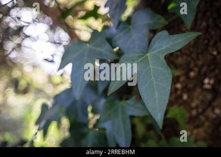 Mallorca, Balearen, Spanien. Stockfoto