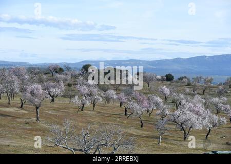 220217 -- GARROVILLAS SPANIEN, 17. Februar 2022 -- Foto aufgenommen am 16. Februar 2022 zeigt Mandelbäume in Blüte in Garrovillas, Spanien. Foto von /Xinhua SPAIN-GARROVILLAS-ALMOND TREE-BLOSSOM GustavoxValiente PUBLICATIONxNOTxINxCHN Stockfoto