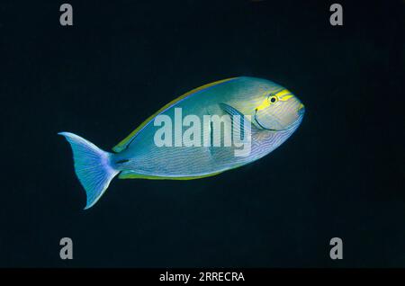 Yellowmask Surgeon, Acanthurus mata, Boo Window Tauchplatz, Misool Island, Raja Ampat, West Papua, Indonesien Stockfoto