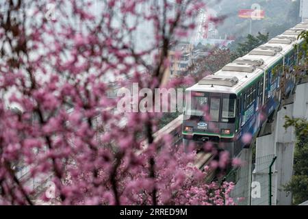 220220 -- CHONGQING, 20. Februar 2022 -- Ein Zug fährt an blühenden Blumen entlang der Liziba Station der Chongqing Rail Transit Linie 2 in der südwestchinesischen Gemeinde Chongqing, 20. Februar 2022. CHINA-CHONGQING-TRAIN-FLOWER CN TangxYi PUBLICATIONxNOTxINxCHN Stockfoto