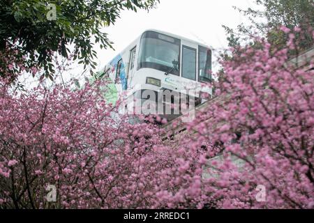 220220 -- CHONGQING, 20. Februar 2022 -- Ein Zug fährt an blühenden Blumen entlang der Liziba Station der Chongqing Rail Transit Linie 2 in der südwestchinesischen Gemeinde Chongqing, 20. Februar 2022. CHINA-CHONGQING-TRAIN-FLOWER CN TangxYi PUBLICATIONxNOTxINxCHN Stockfoto