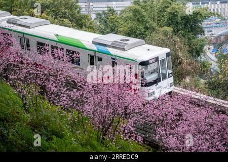 220220 -- CHONGQING, 20. Februar 2022 -- Ein Zug fährt an blühenden Blumen entlang der Liziba Station der Chongqing Rail Transit Linie 2 in der südwestchinesischen Gemeinde Chongqing, 20. Februar 2022. CHINA-CHONGQING-TRAIN-FLOWER CN TangxYi PUBLICATIONxNOTxINxCHN Stockfoto