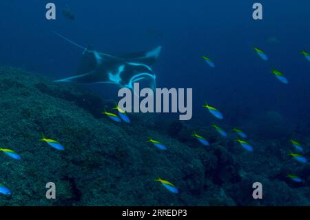 Riesiger ozeanischer Mantarochen, Mobula birostris, als gefährdet eingestuft, mit Schule der Blauen und Gelben Füsiliere, Caesio teres, Magic Mountaindive Site, Stockfoto