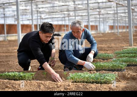 220227 -- SHIJIAZHUANG, 27. Februar 2022 -- Song Lianfeng L pflanzt Gemüsesetzlinge mit einem Arbeiter in einem Gewächshaus in der Gemeinde Gaogongzhuang in Xingtai, nordchinesische Provinz Hebei, 27. Februar 2022. Song Lianfeng, 39, ist ein gebürtiger Gaogongzhuang. Die Bauern vor Ort bauten hauptsächlich Gewächshausgemüse an, aber die Kosten für den Kauf von Setzlingen waren hoch. Im Jahr 2011 sah Song die Marktnachfrage und entschied sich, das Geschäft mit Gemüsesämlingen zu betreiben. Um die Techniken des Anbaus und Anpflanzens von Gemüsesämlingen zu beherrschen, studierte und erforschte Song jahrelang. Mit Hilfe von Technikern konnte er es Stockfoto