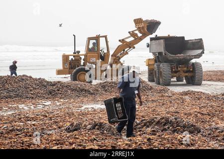 220303 -- WESTKÜSTE SÜDAFRIKA, 3. März 2022 -- Menschen Clear Rock Humsters an einem Strand in der West Coast Area, Western Cape Province, Südafrika, am 3. März 2022. Südafrikas Umweltabteilung gab am Mittwoch bekannt, dass sie einen Notfallplan aktiviert und einen roten Alarm ausgegeben hat, nachdem am Dienstag schätzungsweise 500 Tonnen Steinhummer an der Küste entdeckt worden waren, weil eine giftige Algenblüte oder Rote Flut aufgetreten ist. SÜDAFRIKA-WESTKAP-WESTKÜSTE-FELSENLOBSTER-SÄUBERUNGSAKTIONEN LYUXTIANRAN PUBLICATIONXNOTXINXCHN Stockfoto