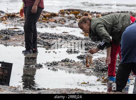220303 -- WESTKÜSTE SÜDAFRIKA, 3. März 2022 -- Menschen Clear Rock Humsters an einem Strand in der West Coast Area, Western Cape Province, Südafrika, am 3. März 2022. Südafrikas Umweltabteilung gab am Mittwoch bekannt, dass sie einen Notfallplan aktiviert und einen roten Alarm ausgegeben hat, nachdem am Dienstag schätzungsweise 500 Tonnen Steinhummer an der Küste entdeckt worden waren, weil eine giftige Algenblüte oder Rote Flut aufgetreten ist. SÜDAFRIKA-WESTKAP-WESTKÜSTE-FELSENLOBSTER-SÄUBERUNGSAKTIONEN LYUXTIANRAN PUBLICATIONXNOTXINXCHN Stockfoto