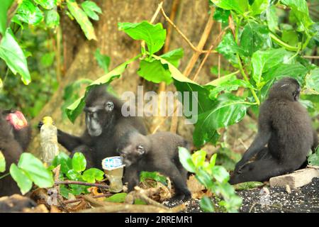 Eine Gruppe von Makaken (Macaca nigra) fressen auf einer Müllhalde, wo Plastikabfälle gesichtet werden, an einem Strand im Tangkoko-Wald, Nord-Sulawesi, Indonesien. Die meisten Herausforderungen im Zusammenhang mit der Erhaltung von Primaten sind das Ergebnis menschlichen Verhaltens. Mit anderen Worten, die Erhaltung von Primaten ist eine verhaltensbezogene Herausforderung und erfordert daher verhaltensbasierte Lösungen. „Es braucht eine ganzheitliche Strategie aus Bildung, Kapazitätsaufbau und gemeindenaher Erhaltung, die sich auf eine Mischung aus Erkenntnissen aus verschiedenen sozialwissenschaftlichen Disziplinen sowie auf direkte Forschung mit Gemeinden in der Region stützt... Stockfoto