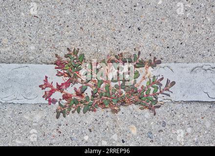 Gefleckte Spur (Euphorbia maculata), die durch einen Riss im Gehweg wächst. Schädliches invasives Unkraut, das in den USA beheimatet ist und im Sommer gedeiht. Stockfoto