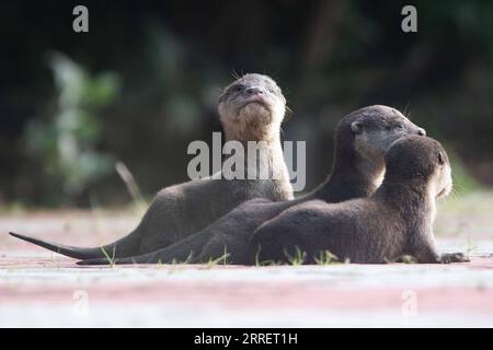 220315 -- SINGAPUR, 15. März 2022 -- Wild glatt gestrichene Otterwelpen der Bishan Familie werden im Kallang Becken in Singapur, 15. März 2022 gesehen. Foto von /Xinhua SINGAPORE-WILDTIER-GLATT-BESCHICHTETE OTTERWELPEN ThenxChihxWey PUBLICATIONxNOTxINxCHN Stockfoto