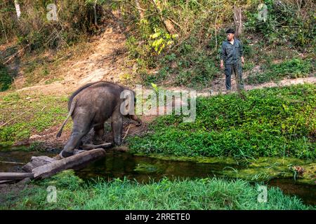 220316 -- XISHUANGBANNA, 16. März 2022 -- Xu Yunfeng, ein Wildschutzarbeiter, führt einen Versuch des Wildtrainings auf dem asiatischen Elefanten Longlong in der autonomen Präfektur Xishuangbanna Dai, Provinz Yunnan im Südwesten Chinas, am 15. März 2022 durch. Ein Elefantenbaby in Xishuangbanna wurde von seiner Herde nur etwa zwei Monate nach seiner Geburt wegen schwerer Beinverletzungen im Juli 2021 verlassen. Der Elefant wurde gerettet und zur Behandlung in das Asian Elephant Breeding and Rescue Center in Xishuangbanna geschickt. Unter der Obhut von Wildschutzarbeitern hat Longlong REC Stockfoto