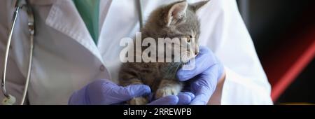 Tierarzt hält kleine süße Kätzchen in den Händen in der Tierklinik. Stockfoto