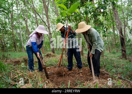 220321 -- KUNMING, 21. März 2022 -- Dorfbewohner Pflanzen am 16. März 2022 einen Baum auf einer Gummiplantage in der autonomen Präfektur Xishuangbanna Dai in der südwestlichen chinesischen Provinz Yunnan. Xinhua-Schlagzeilen: Arbeiten, um Wanderelefanten im Waldheim glücklich zu machen ChenxXinbo PUBLICATIONxNOTxINxCHN Stockfoto