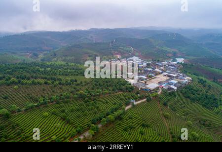 220321 -- KUNMING, 21. März 2022 -- Luftaufnahme zeigt Aufforstungsprojekt in einem Teegarten in der Dadugang-Gemeinde Jinghong, Autonome Präfektur Xishuangbanna Dai, südwestchinesische Provinz Yunnan, 16. März 2022. Xinhua-Schlagzeilen: Arbeiten, um Wanderelefanten im Waldheim glücklich zu machen ChenxXinbo PUBLICATIONxNOTxINxCHN Stockfoto