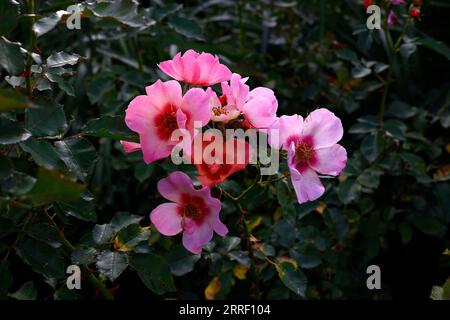 Nahaufnahme des satten Pink mit einem roten Mittelfleck der kompakten Gartenstrauchrose für Ihre Augen. Stockfoto
