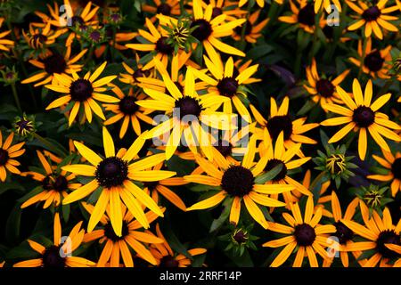 Nahaufnahme der goldgelben Gänseblümchenblüten mit dunkelbraunen Kegeln in der Mitte des krautigen, ausdauernden rudbeckia fulgida kleinen Goldsterns. Stockfoto